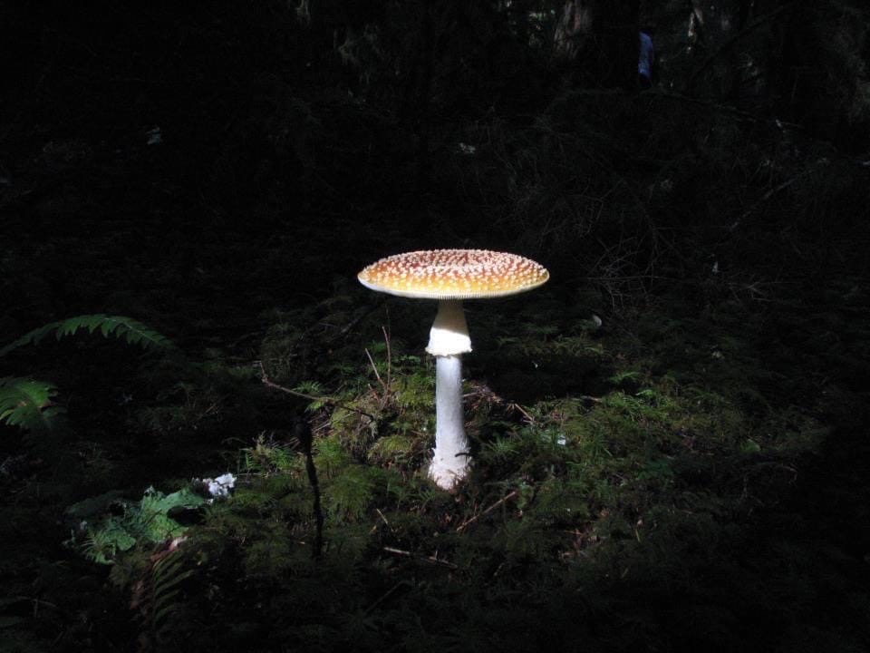Single tall white mushroom in nature