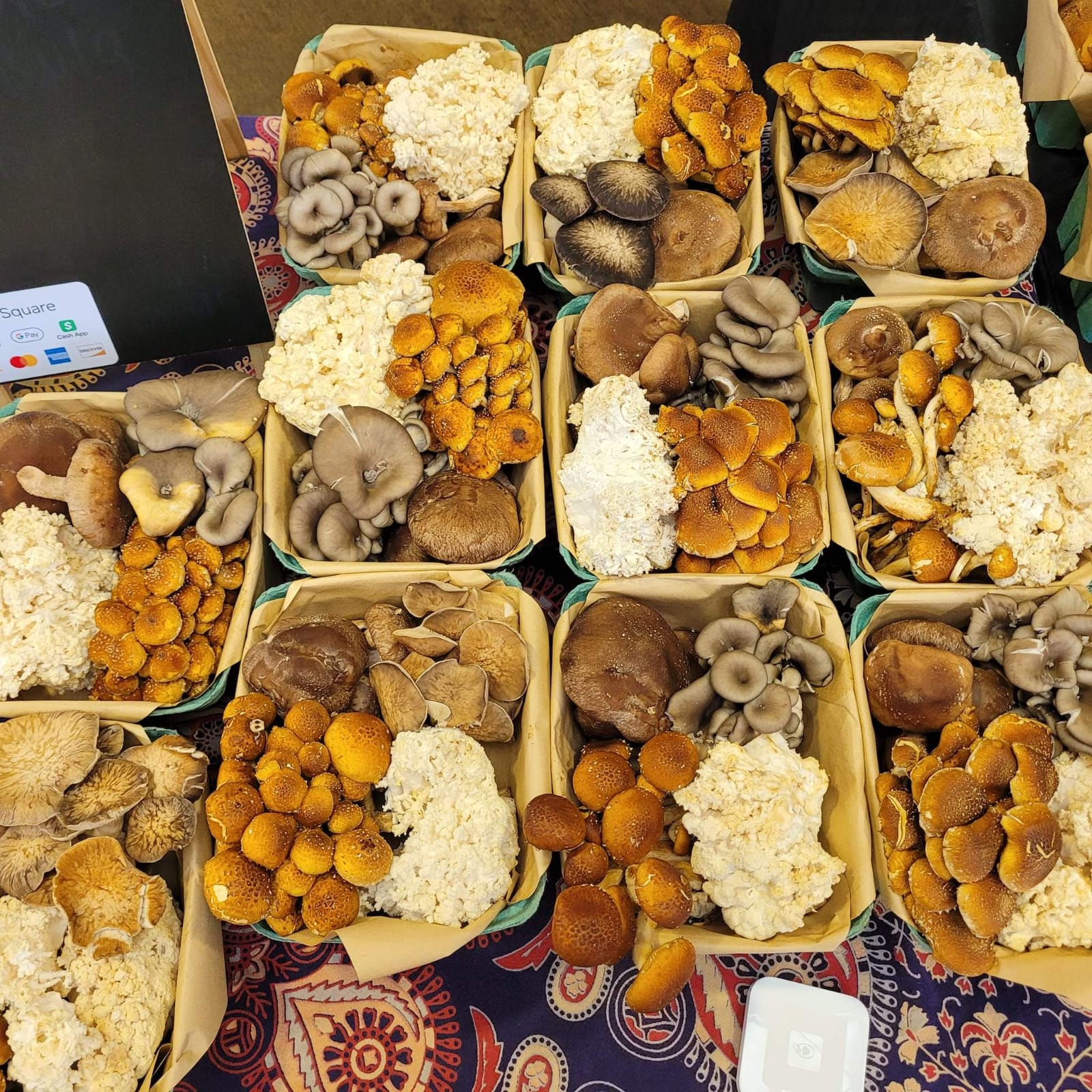 Wild orange mushrooms on tree