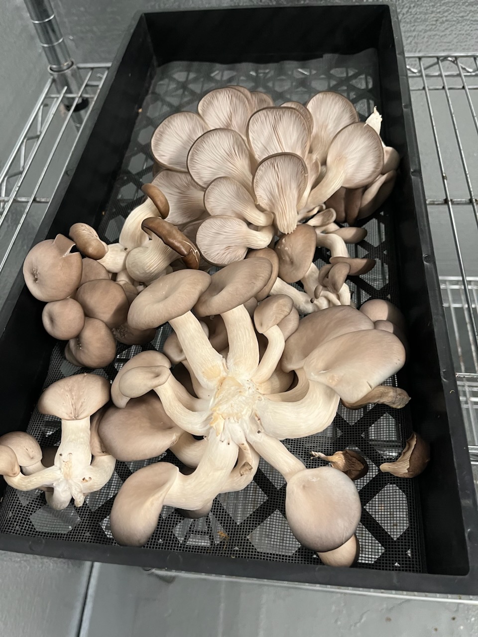 Mushrooms on drying trays