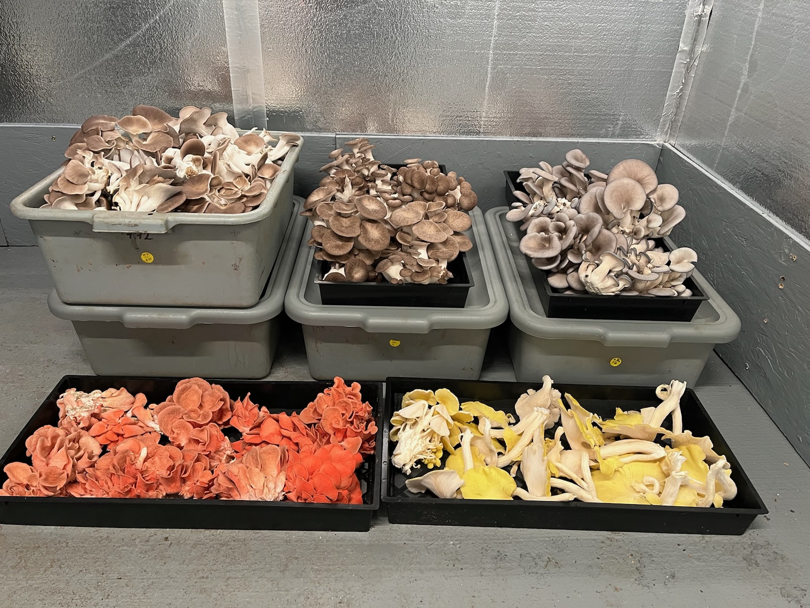 Specialty mushroom foods